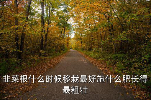 韭菜根什么時(shí)候移栽最好施什么肥長(zhǎng)得最粗壯