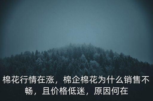 棉花行情在漲，棉企棉花為什么銷售不暢，且價格低迷，原因何在