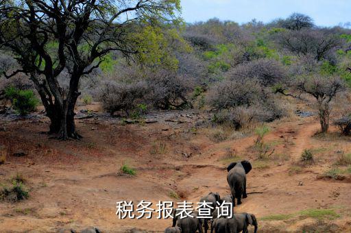 如何查詢稅務(wù)申報表，怎么查詢歷史財務(wù)報表和納稅申報表