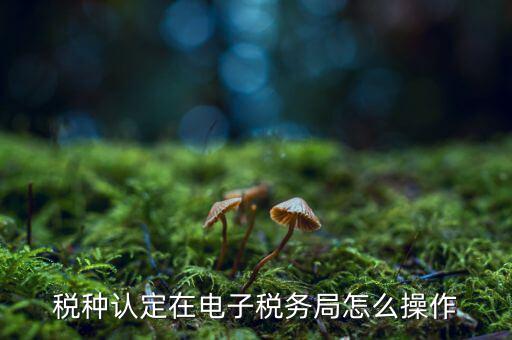 稅種認定在電子稅務(wù)局怎么操作