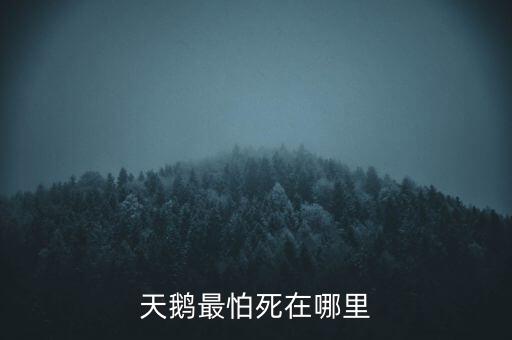 天鵝怕什么，天鵝最怕死在哪里