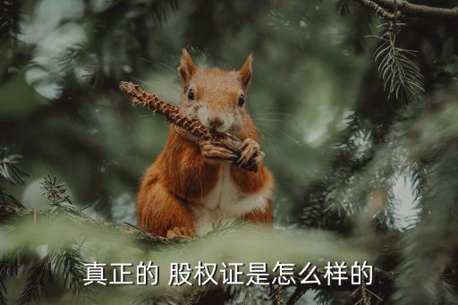 真正的 股權(quán)證是怎么樣的