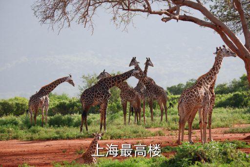  上海最高樓