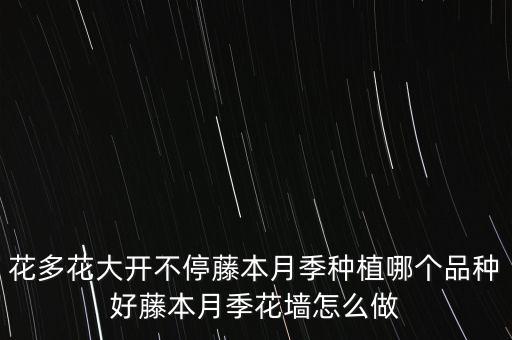 花多花大開(kāi)不停藤本月季種植哪個(gè)品種好藤本月季花墻怎么做